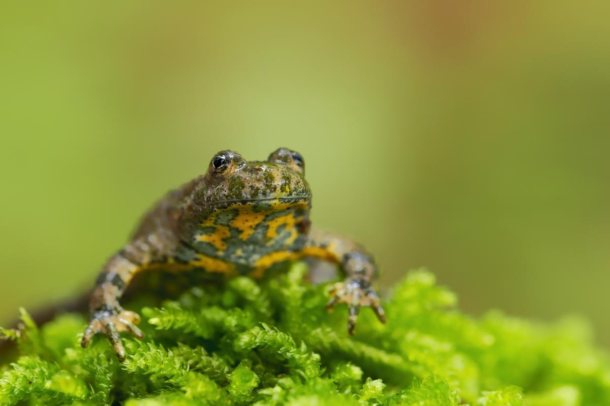 Crapaud sonneur (Ігор Гвоздецький, CC BY-SA 4.0)